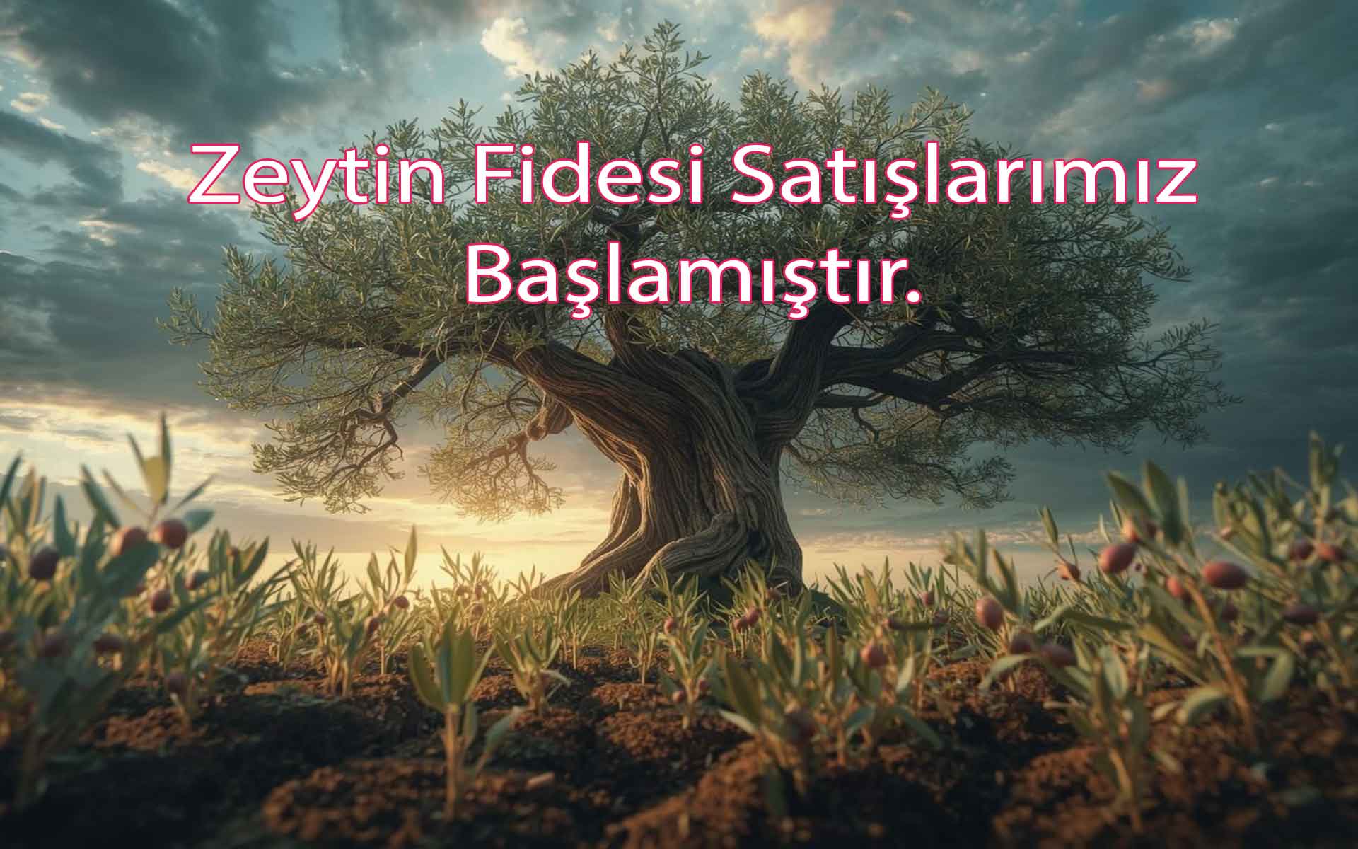 First slide