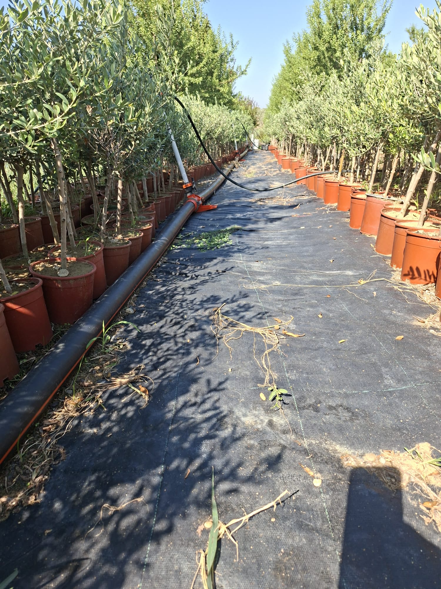 Zeytin ağacı hastalıkları