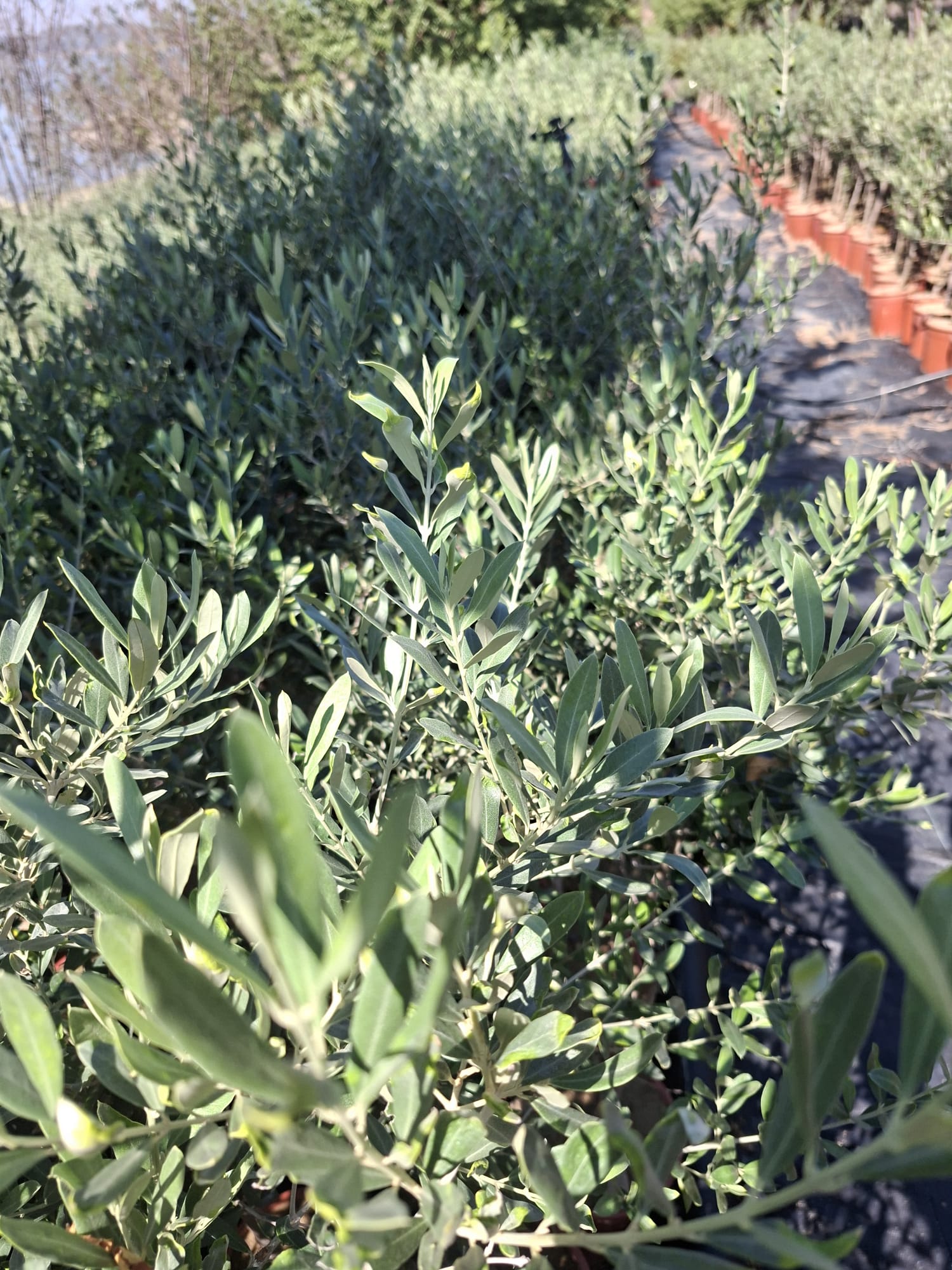 Zeytin ağacı hastalıkları